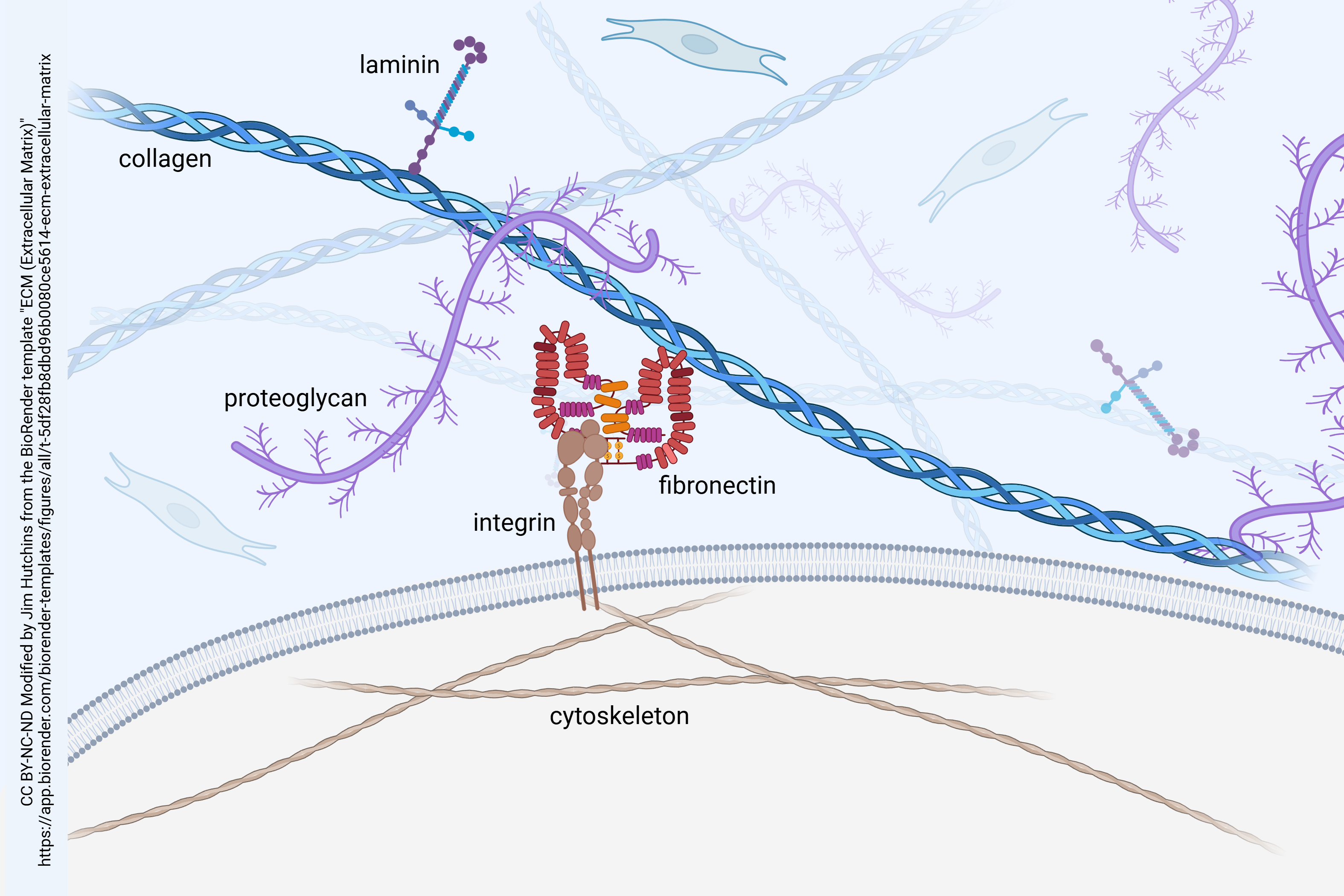 Diagram of extracellular matrix with link proteins and cytoskeleton