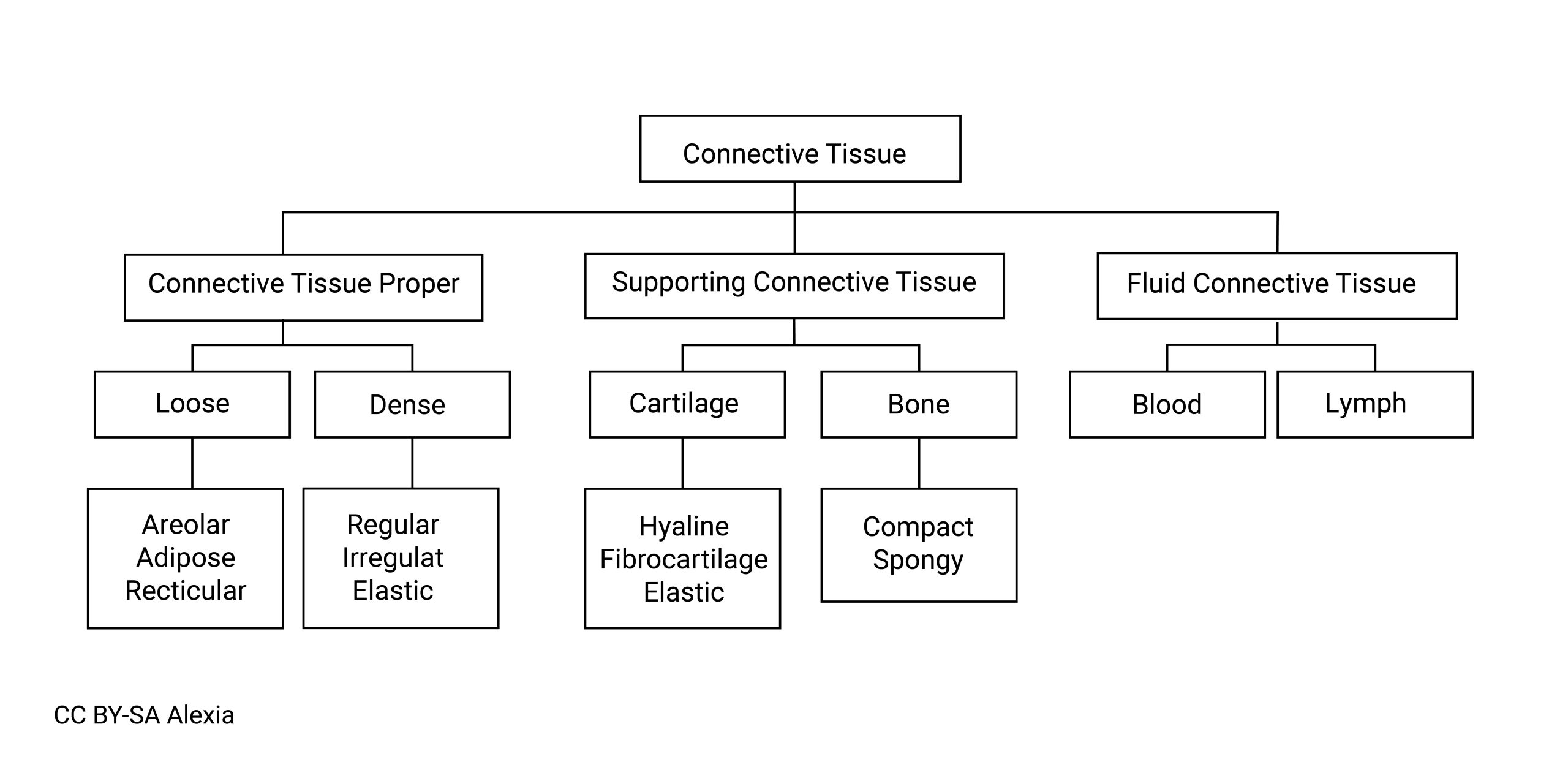 Chart of connective tissue subsections