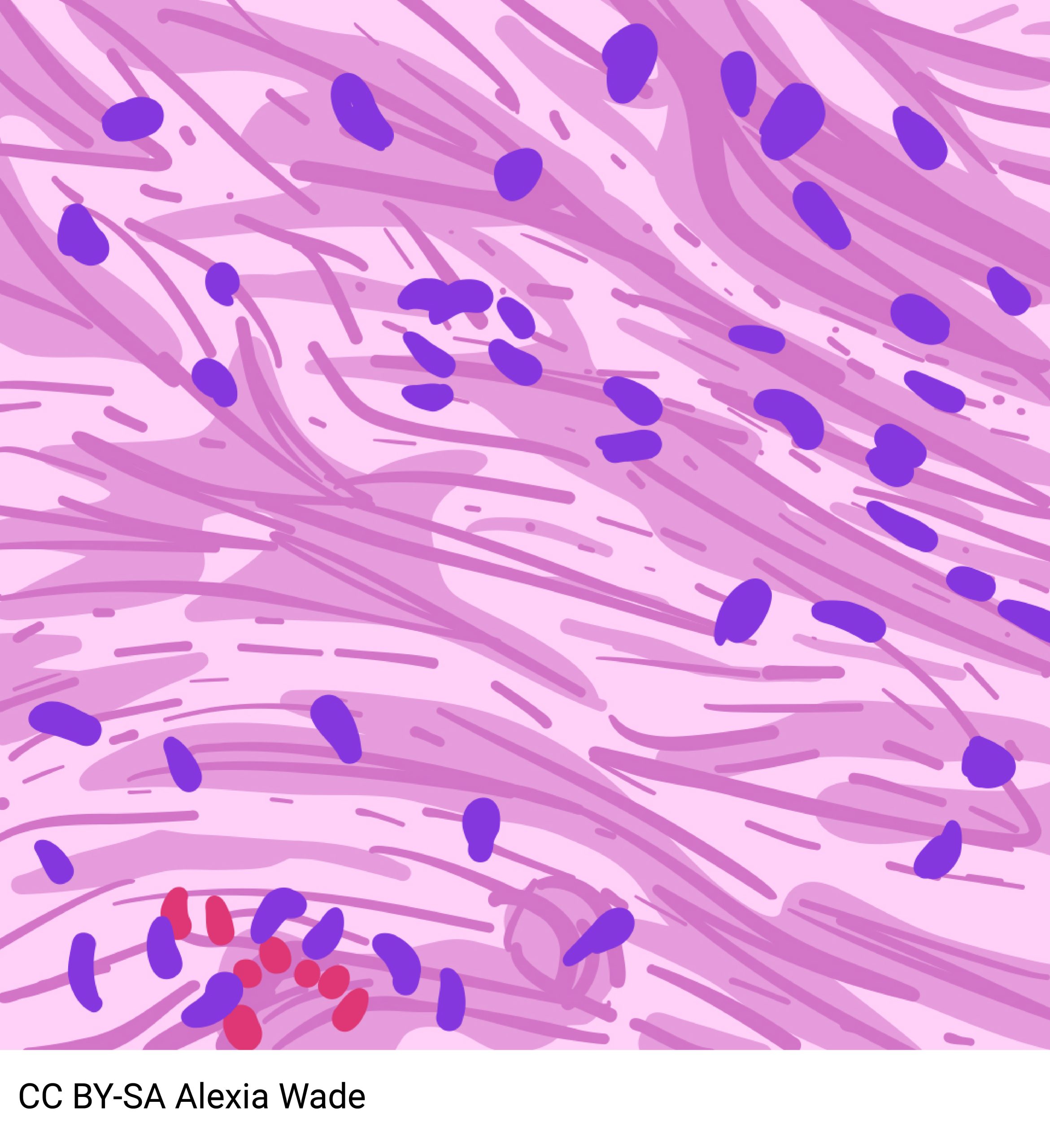 Diagram of areolar connective tissue
