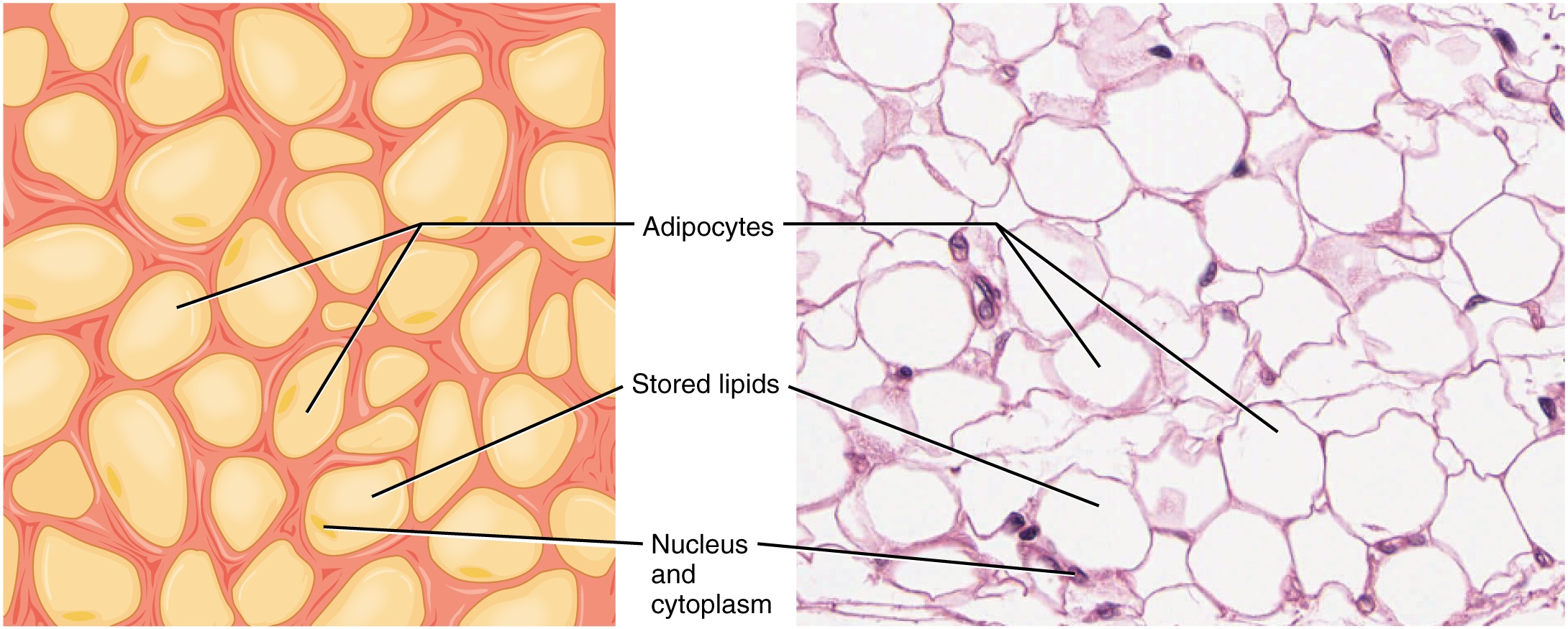 Diagram and image of adipose tissue