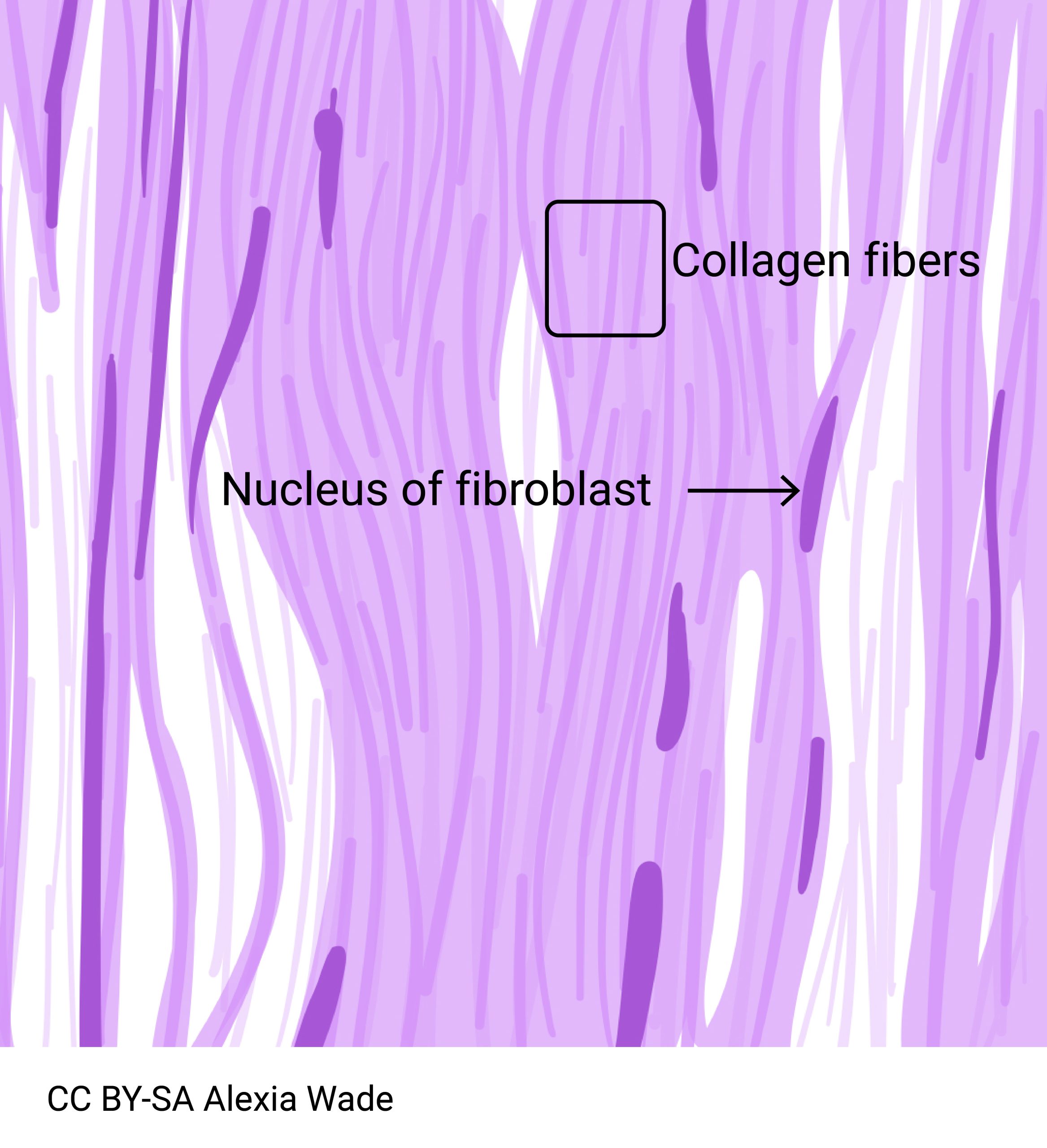 Diagram of dense regular connective tissue