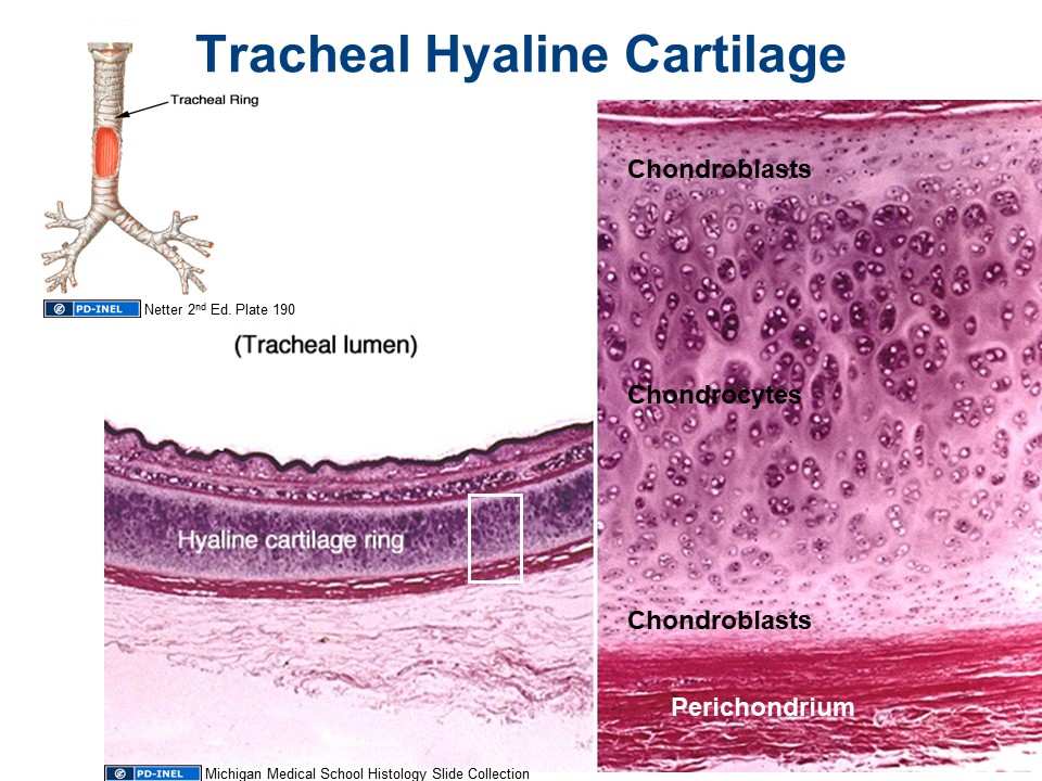 Image and diagram of tracheal hyaline cartilage