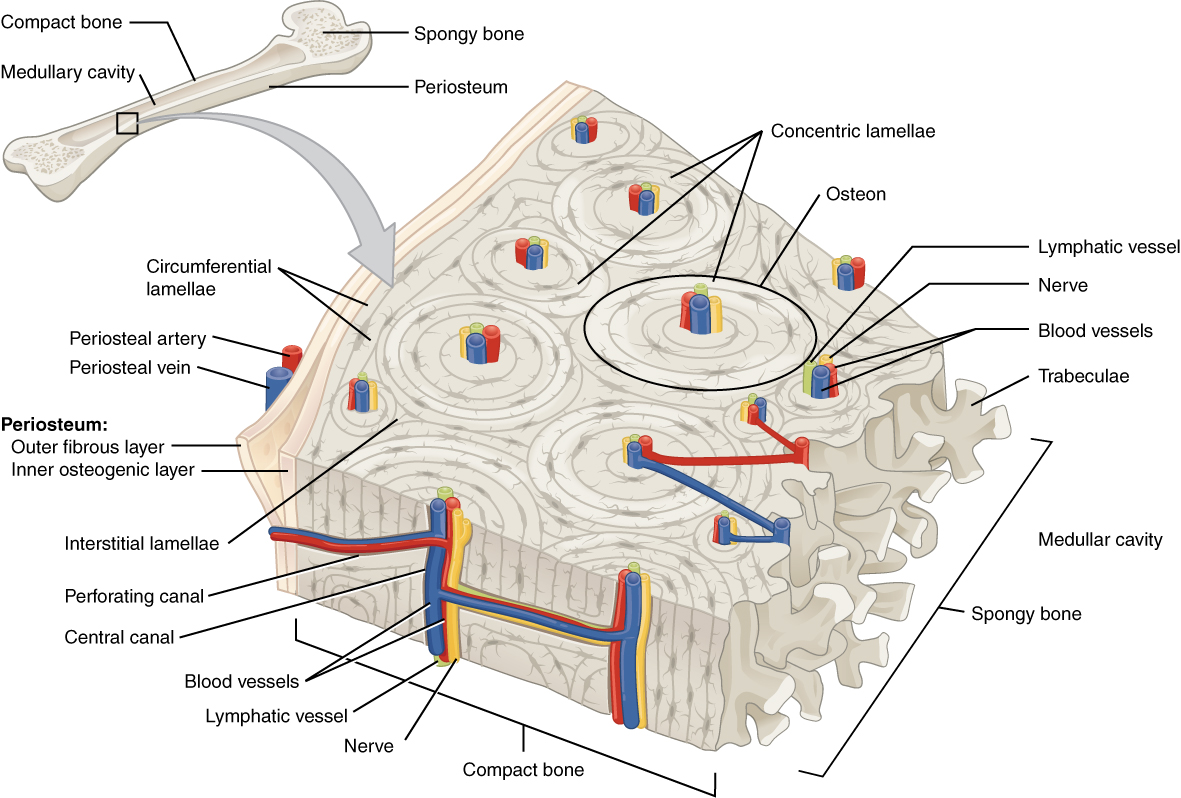 Diagram of compact bone