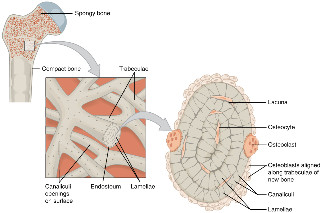Diagram of spongy bone
