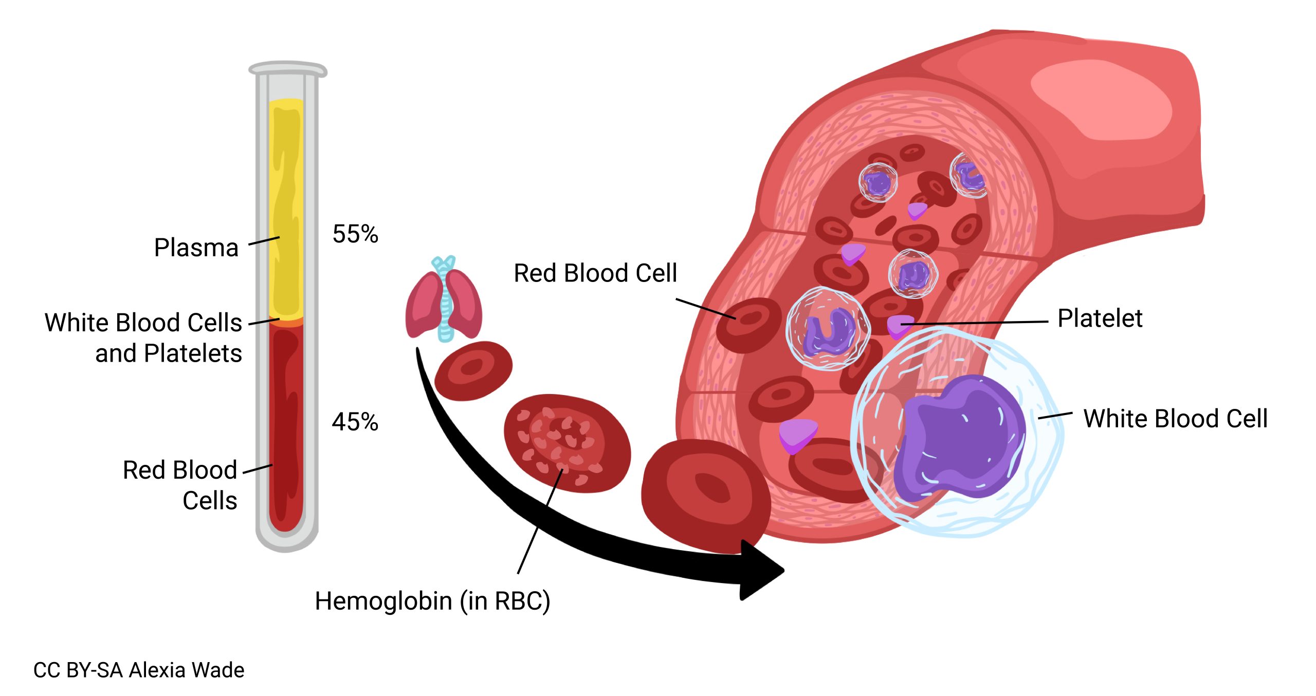 Diagram of blood sample tube, formed elements, and blood vessel