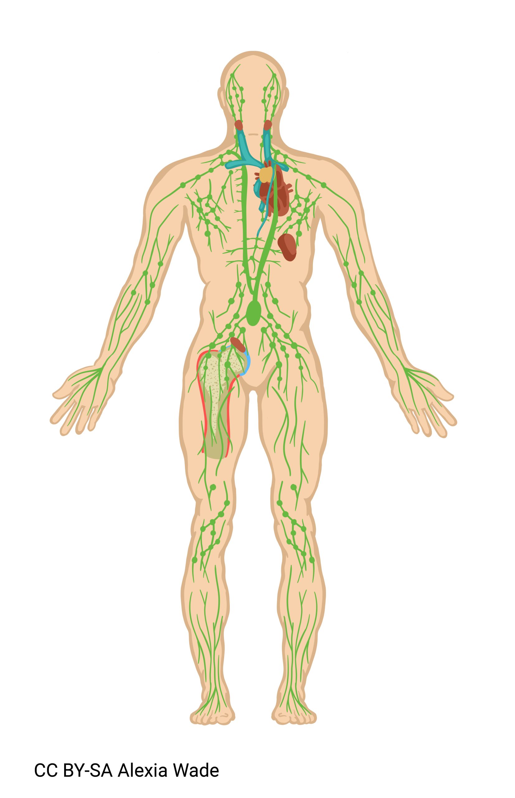 Diagram of lymphatic system with lymph vessels and nodes