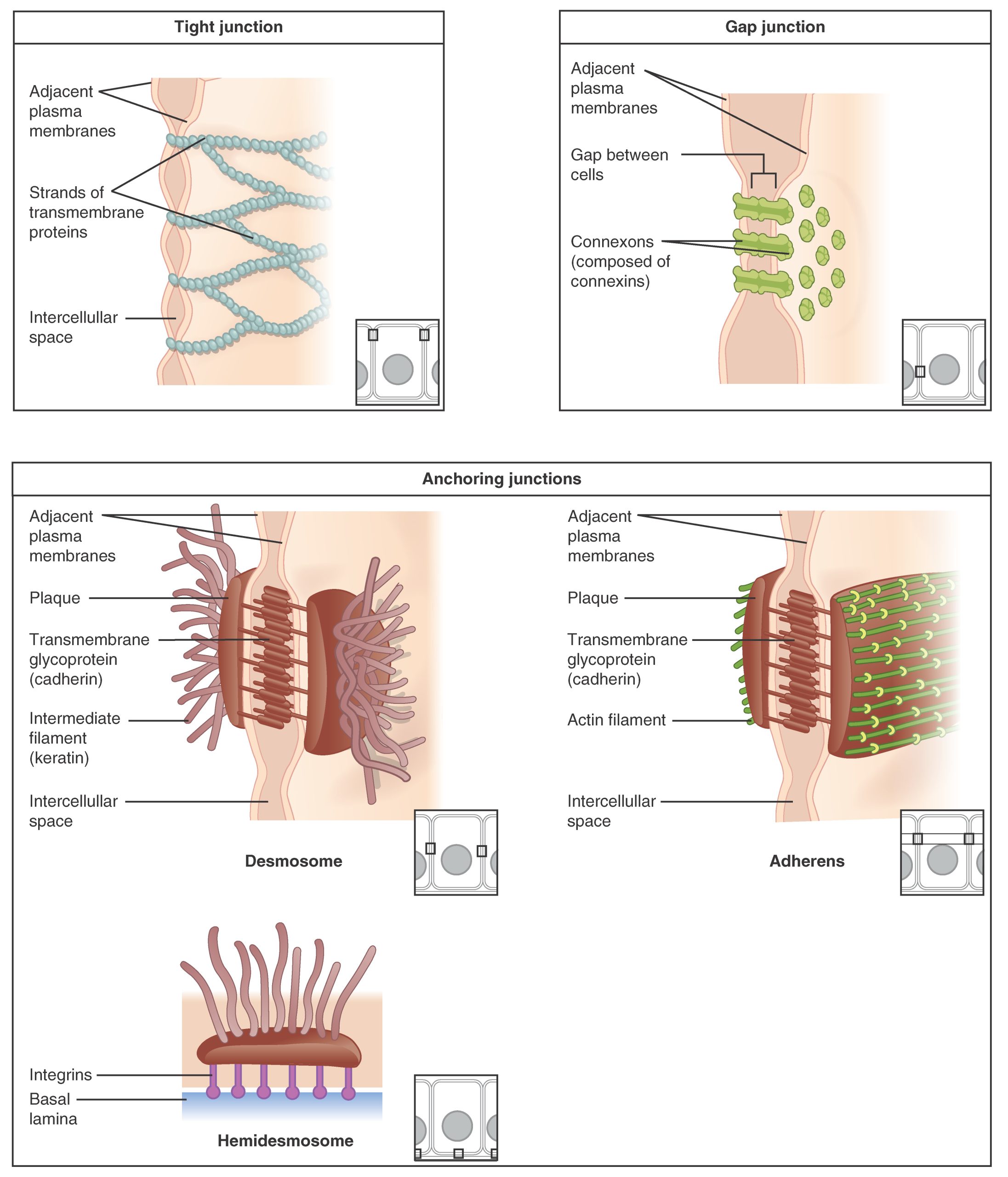 Diagram of anchoring junctions including tights junctions, gap junctions, desmosomes, hemidesmosomes, and adherens junctions