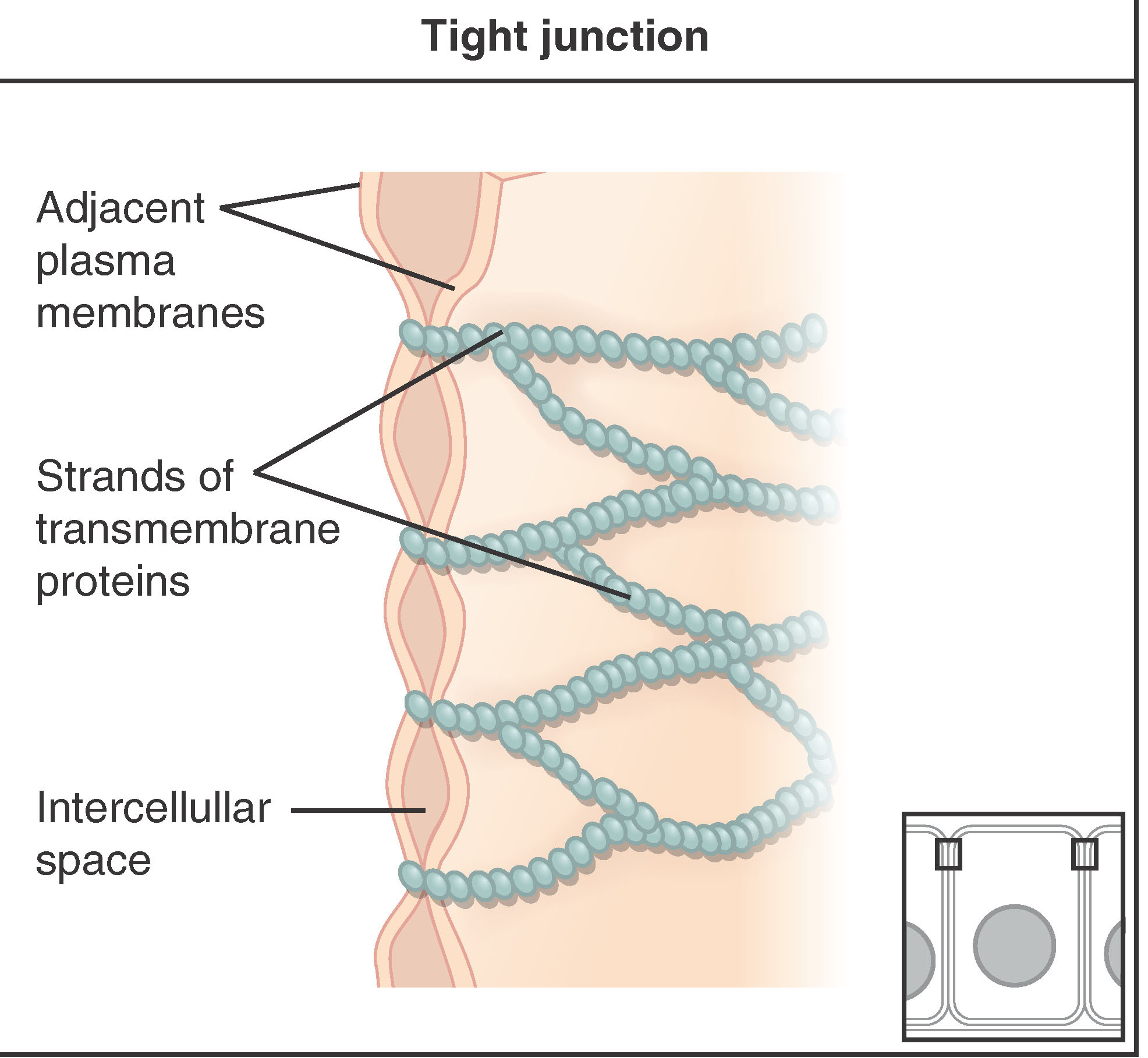 Diagram of tight junctions