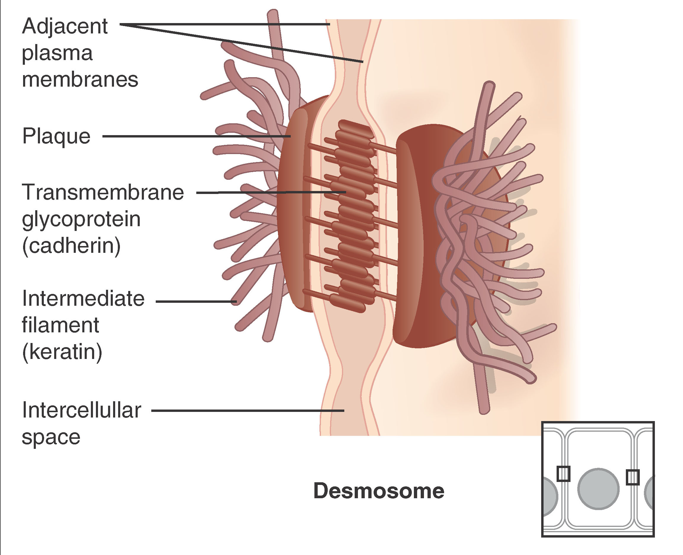 Diagram of desmosomes