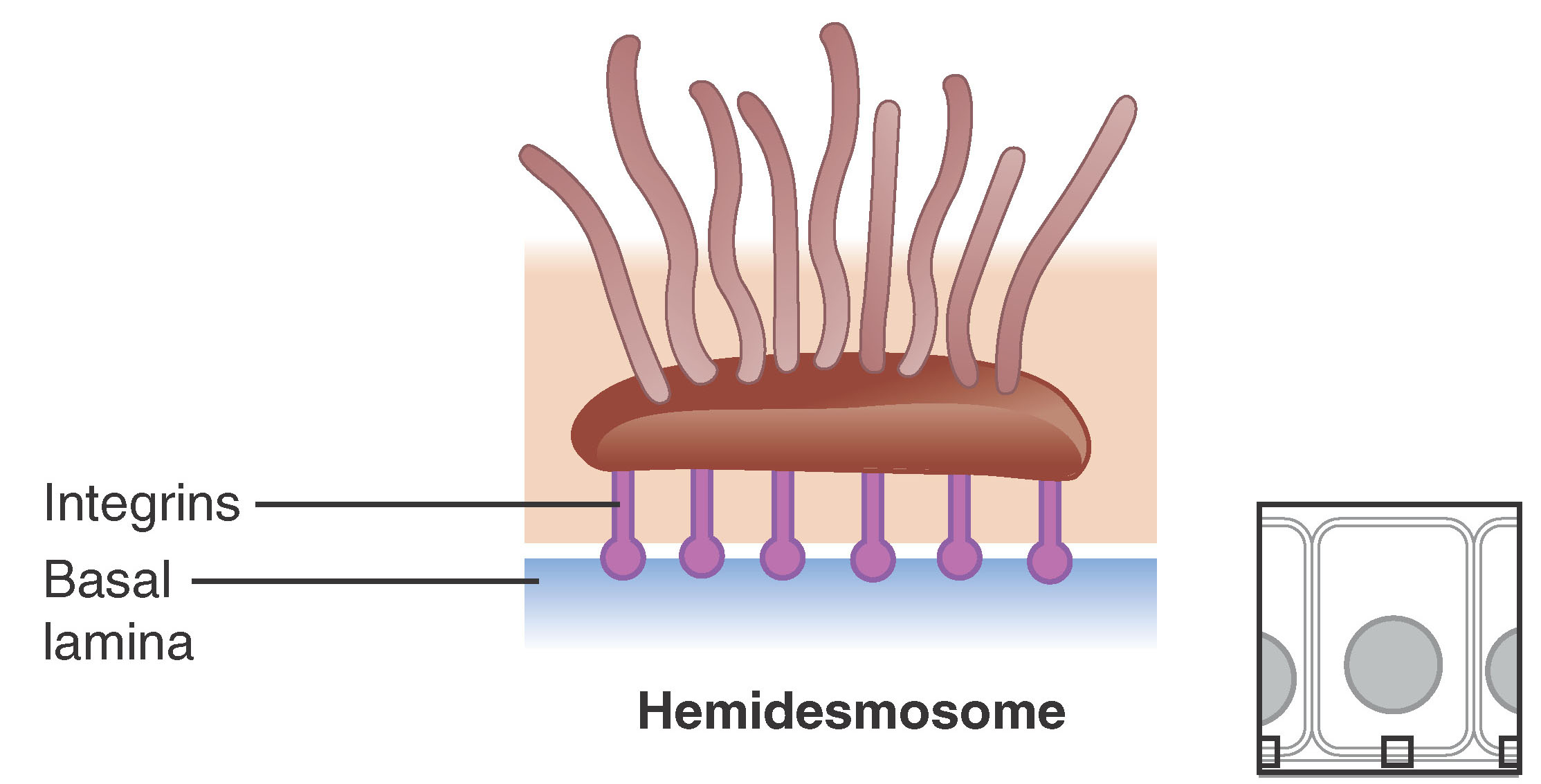 Diagram of hemidesmosomes