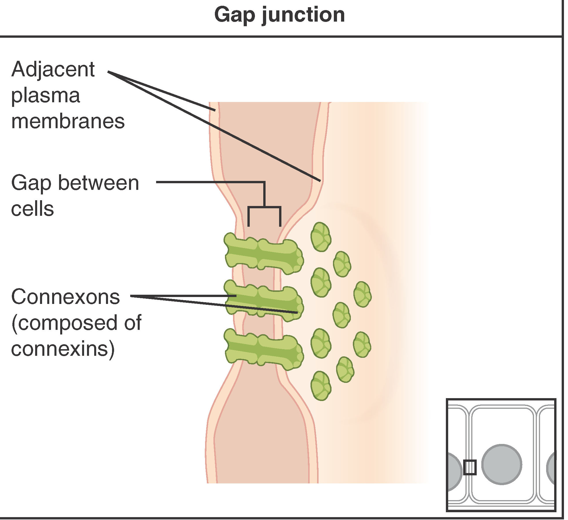 Diagram of gap junctions
