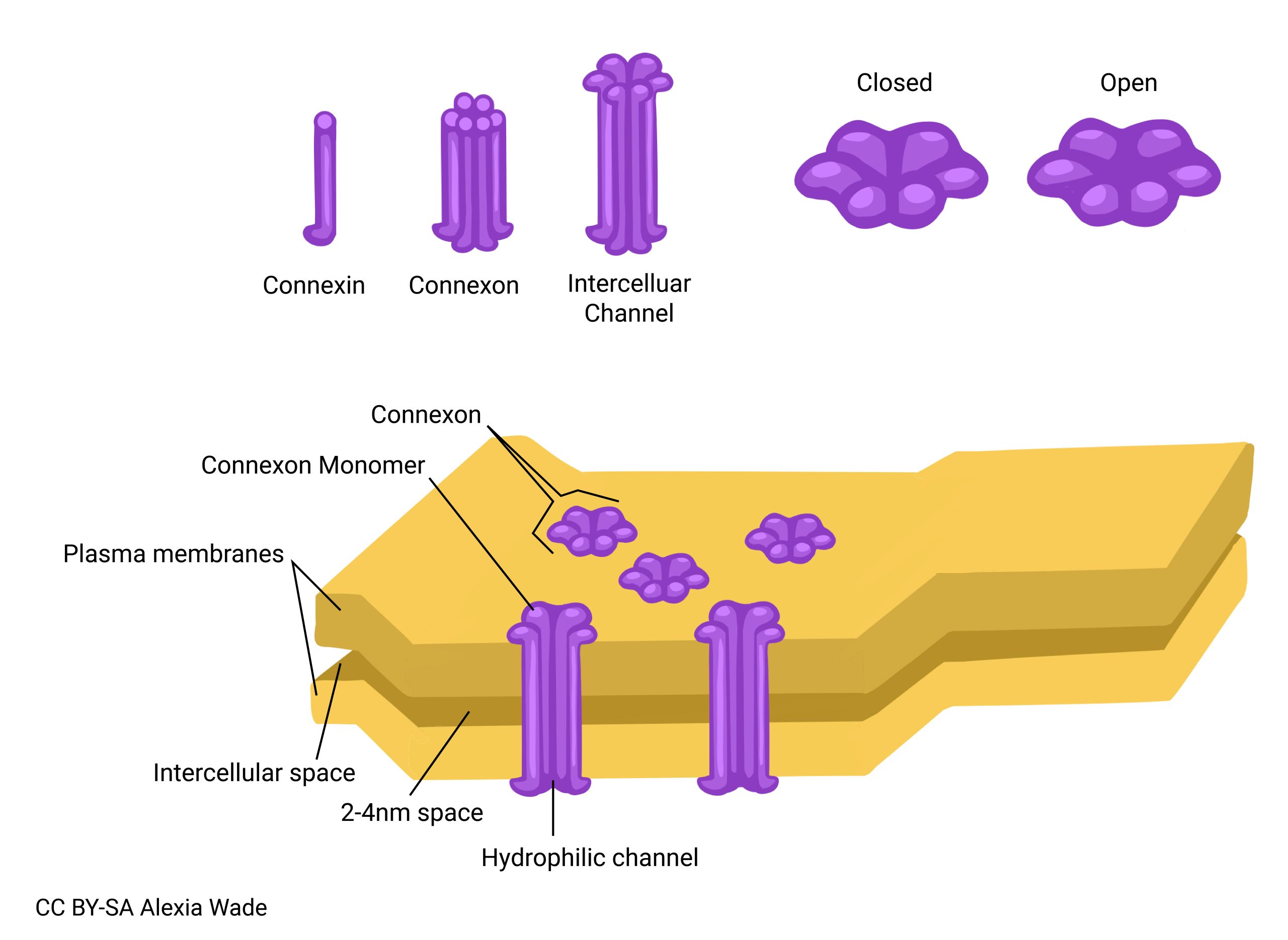 Diagram of connexin, connexons and an intracellular channel