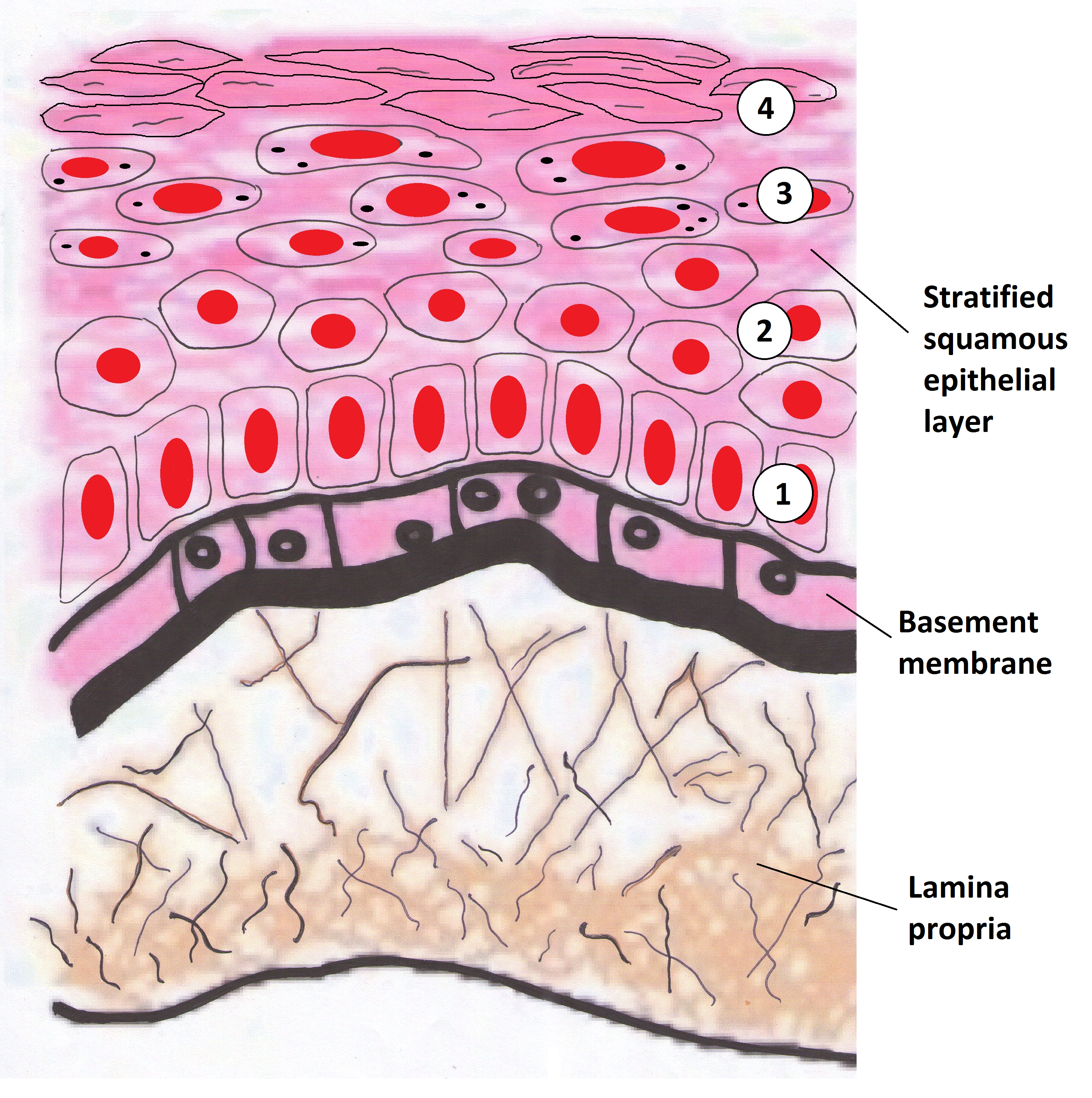 Diagram of the oral mucous membrane