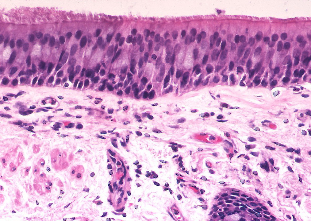 Image of respiratory membrane