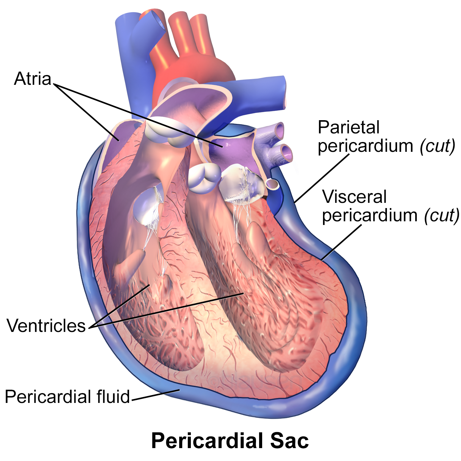 Diagram of the pericardium with pericardial fluid
