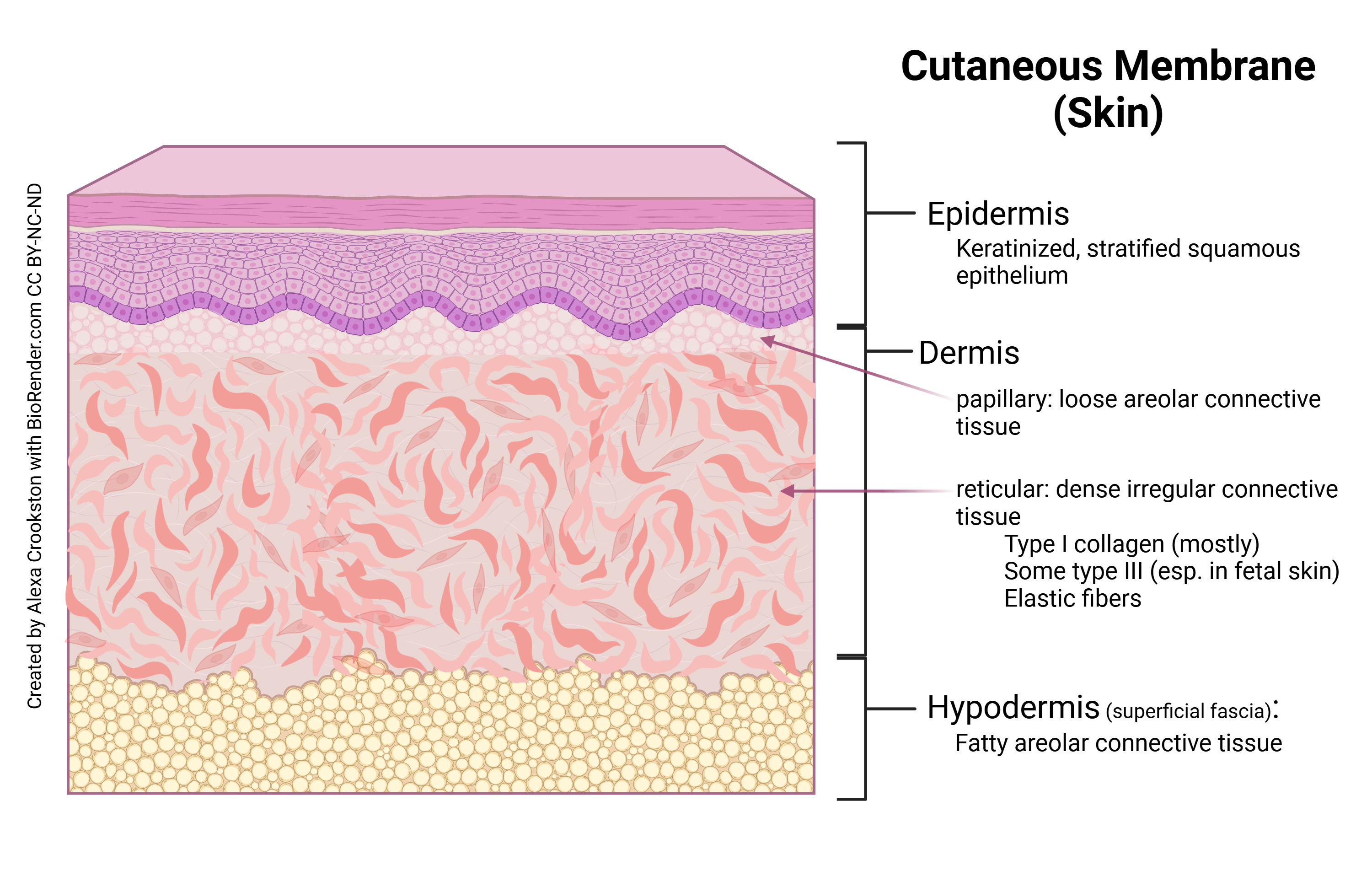 Diagram of the cutaneous membrane with epidermal, dermal, and hypodermal layers and papillary and reticular regions