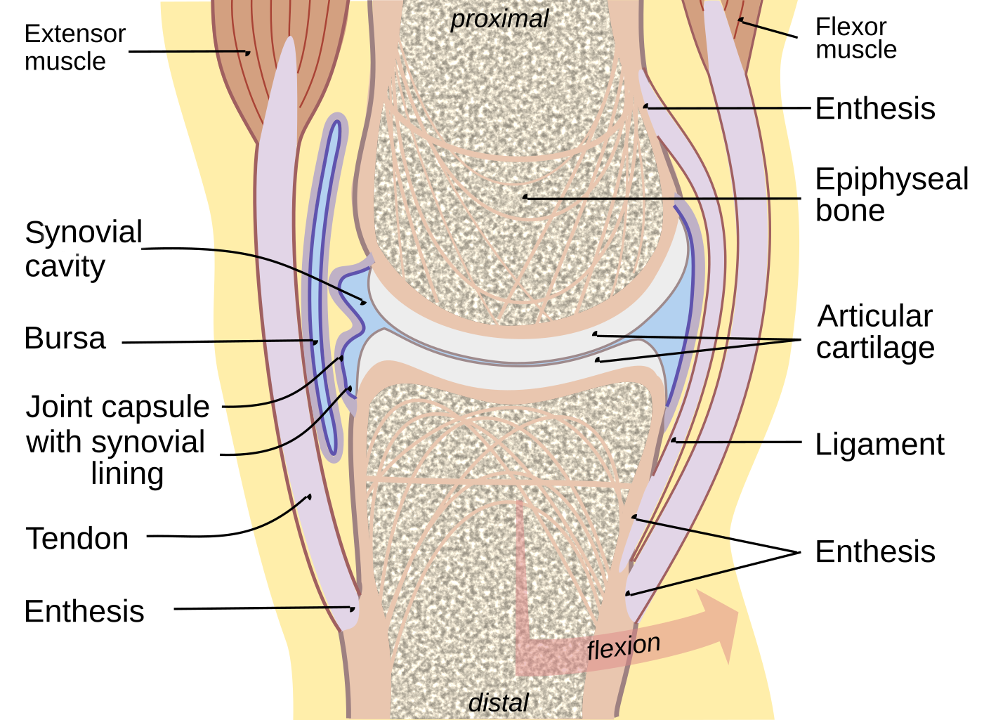 Diagram of the synovial cavity with associated structures including the joit capsule and articular cartilage