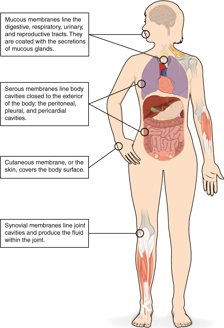 Diagram of membranes including mucous, serous, cutaneous, and synovial and respective locations