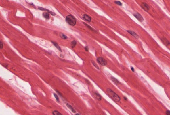 Image of cardiac muscle fibers