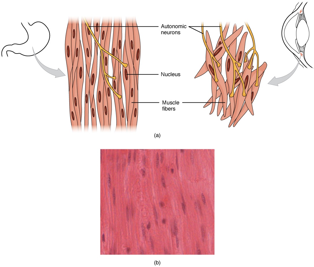Diagram and image of smooth muscle fibers