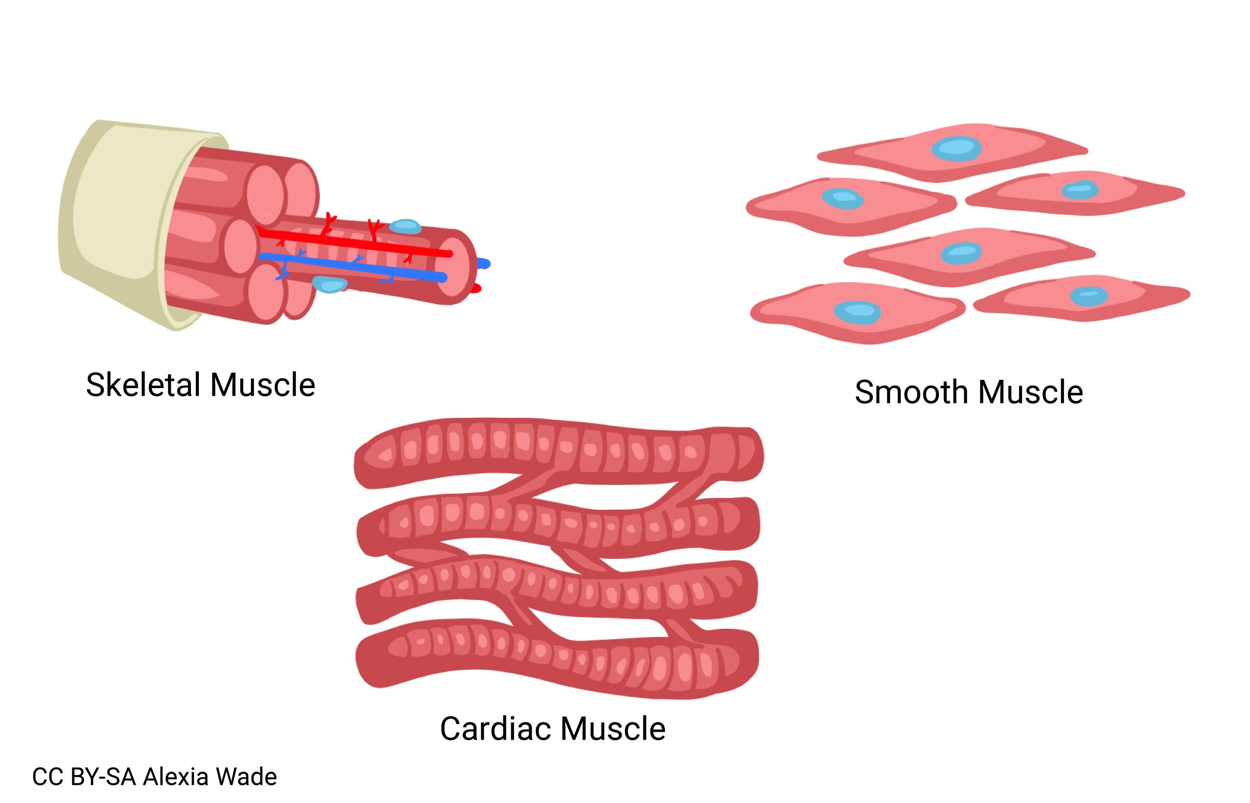 Diagram of 3 muscle types including skeletal muscle, smooth muscle, and cardiac muscle