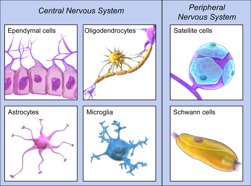 Diagram of neuroglia