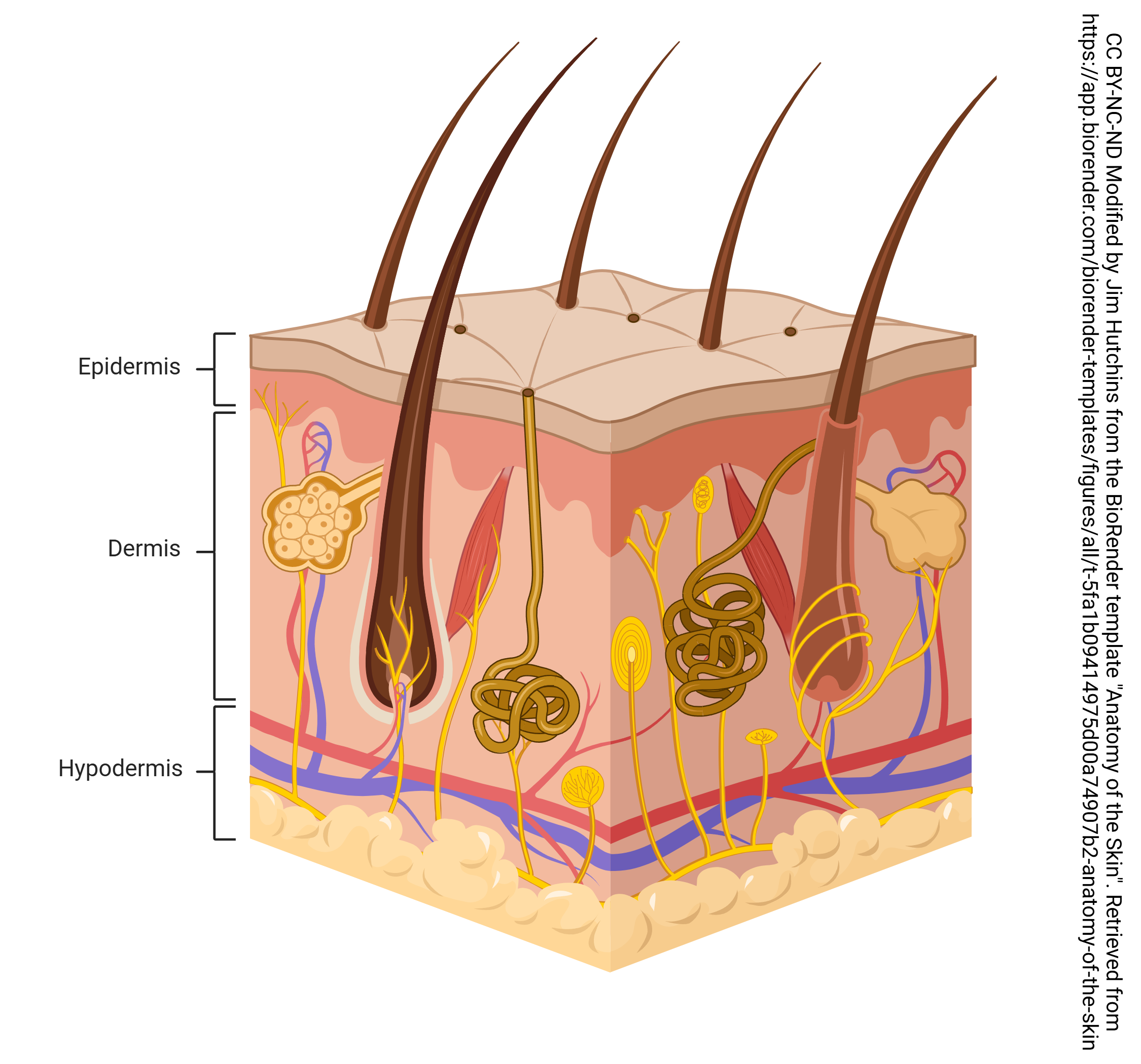 Image showing the layers of the skin, including the epidermis, dermis, and hypodermis