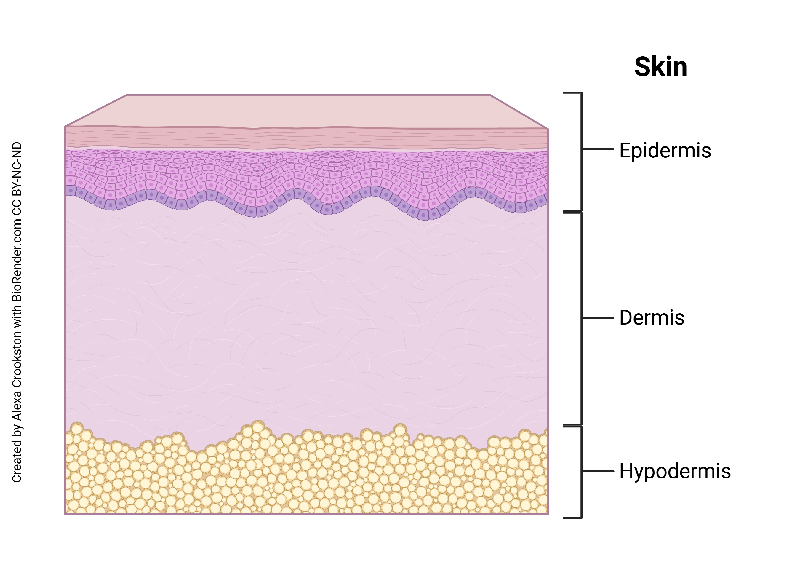 Graphic showing the layers of the skin.