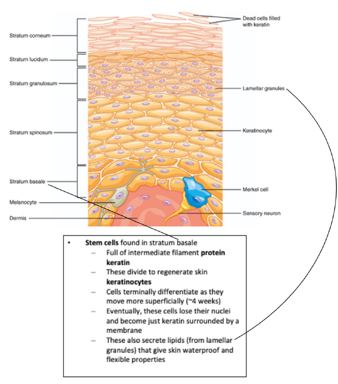 Graphic showing the layers of the epidermis of the skin.