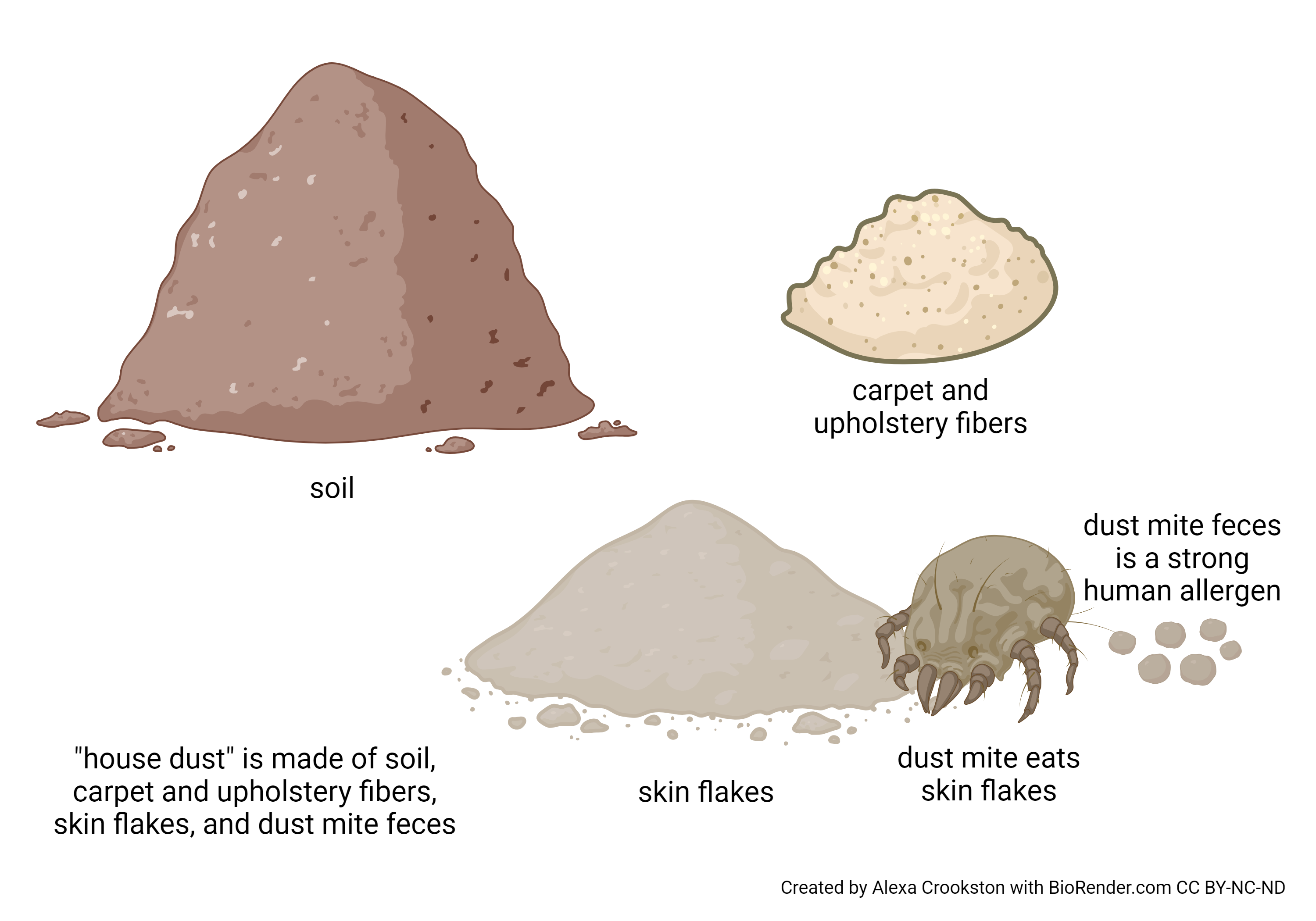 Graphic showing how house dust is created.