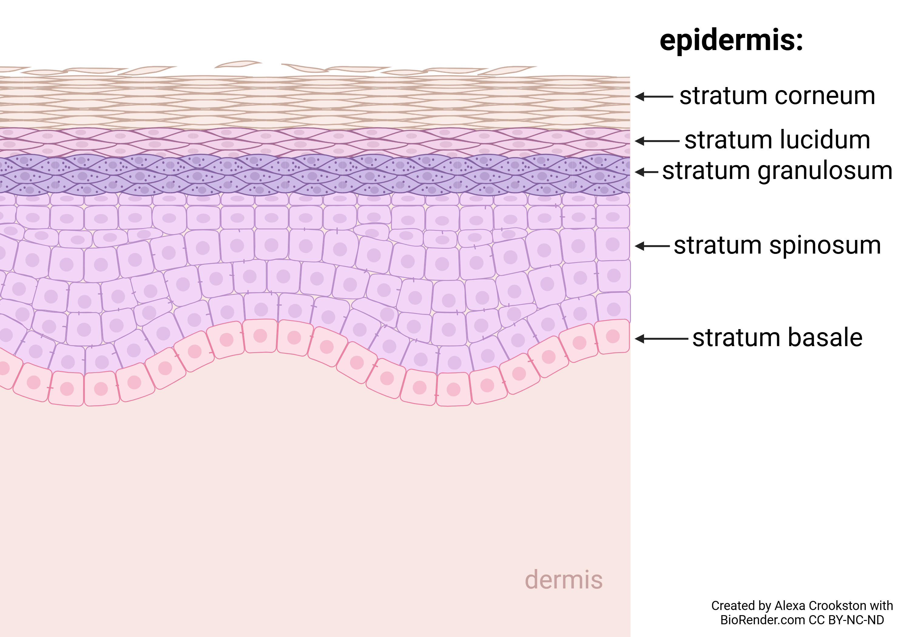 Graphic showing layers of the epidermis. From superficial to deep: corneum, lucidum, granulosum, spinosum, and basale.