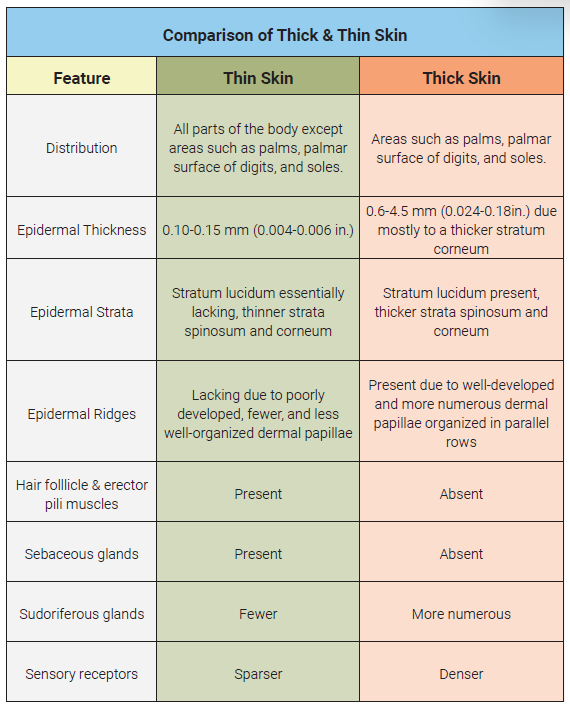 Table comparing the features of thin and thick skin.