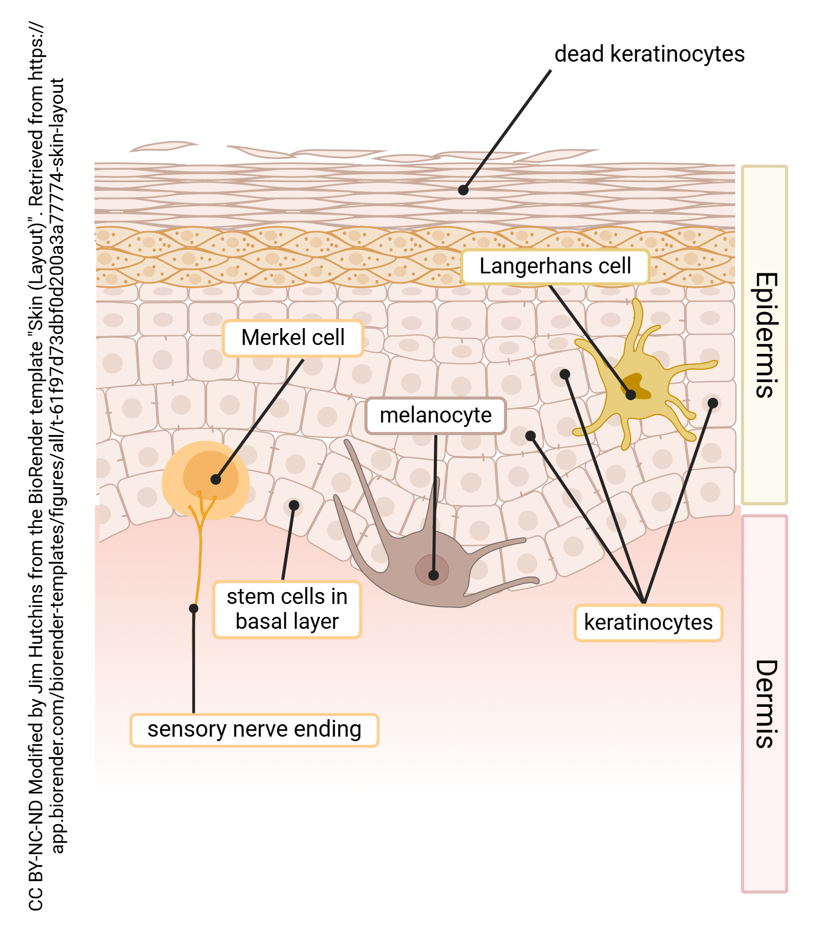 Graphic showing cells of the skin, including keratinocytes, Langerhans cells, melanocytes, Merkel Cells, stem cells, and sensory nerve endings.