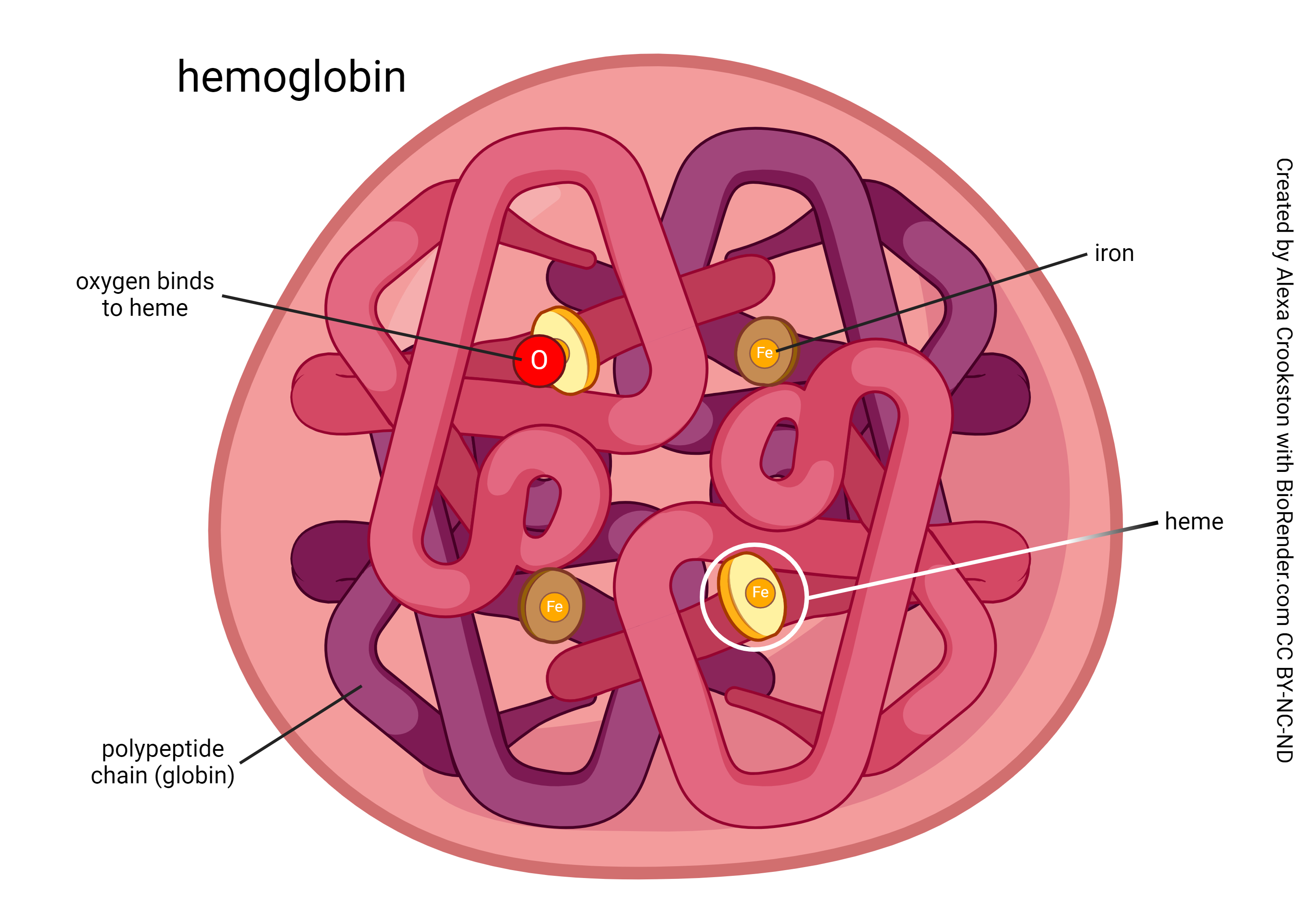 Graphic showing a hemoglobin molecule.