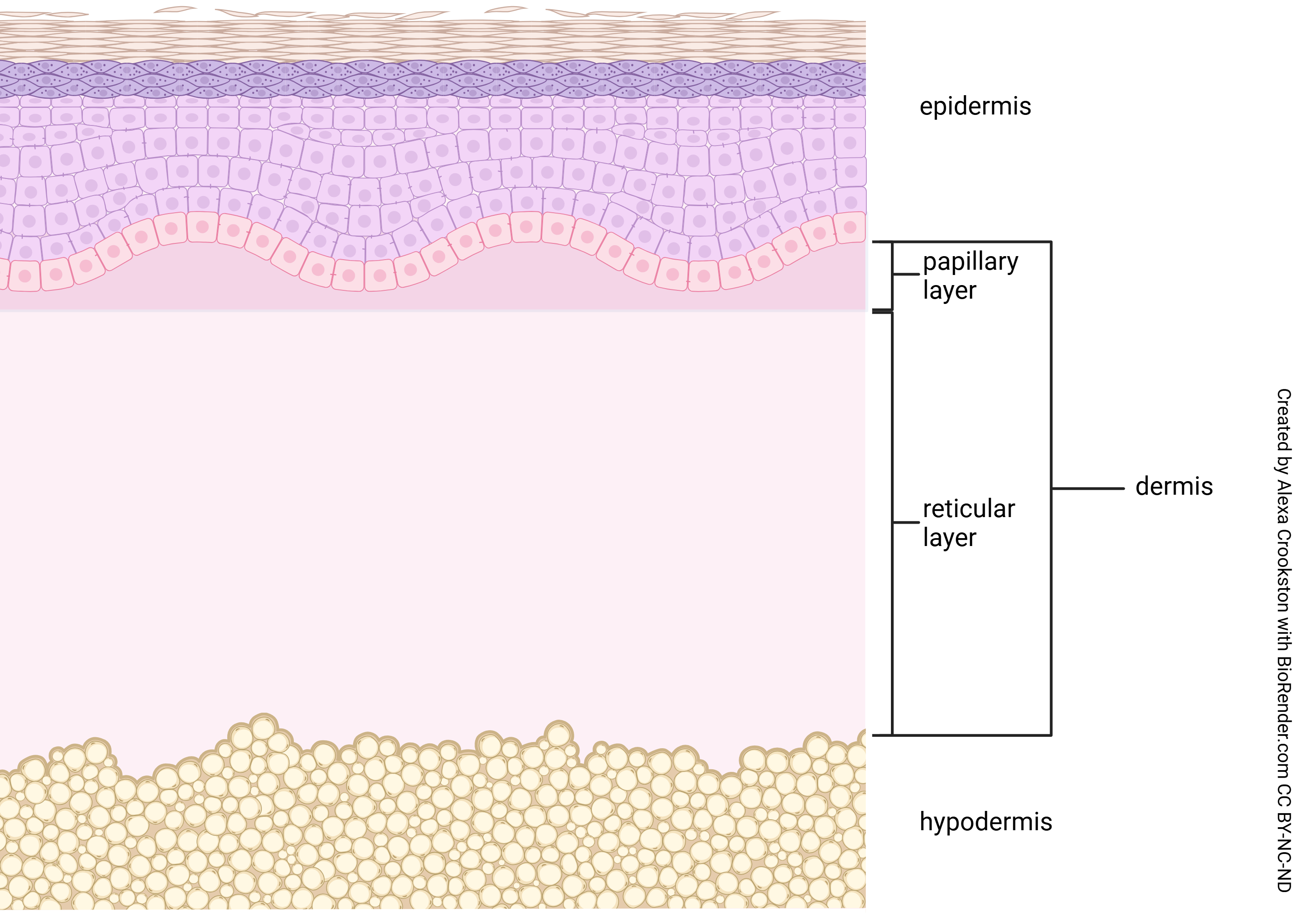 Graphic showing the layers of the dermis, with the papillary layer and the reticular layer.