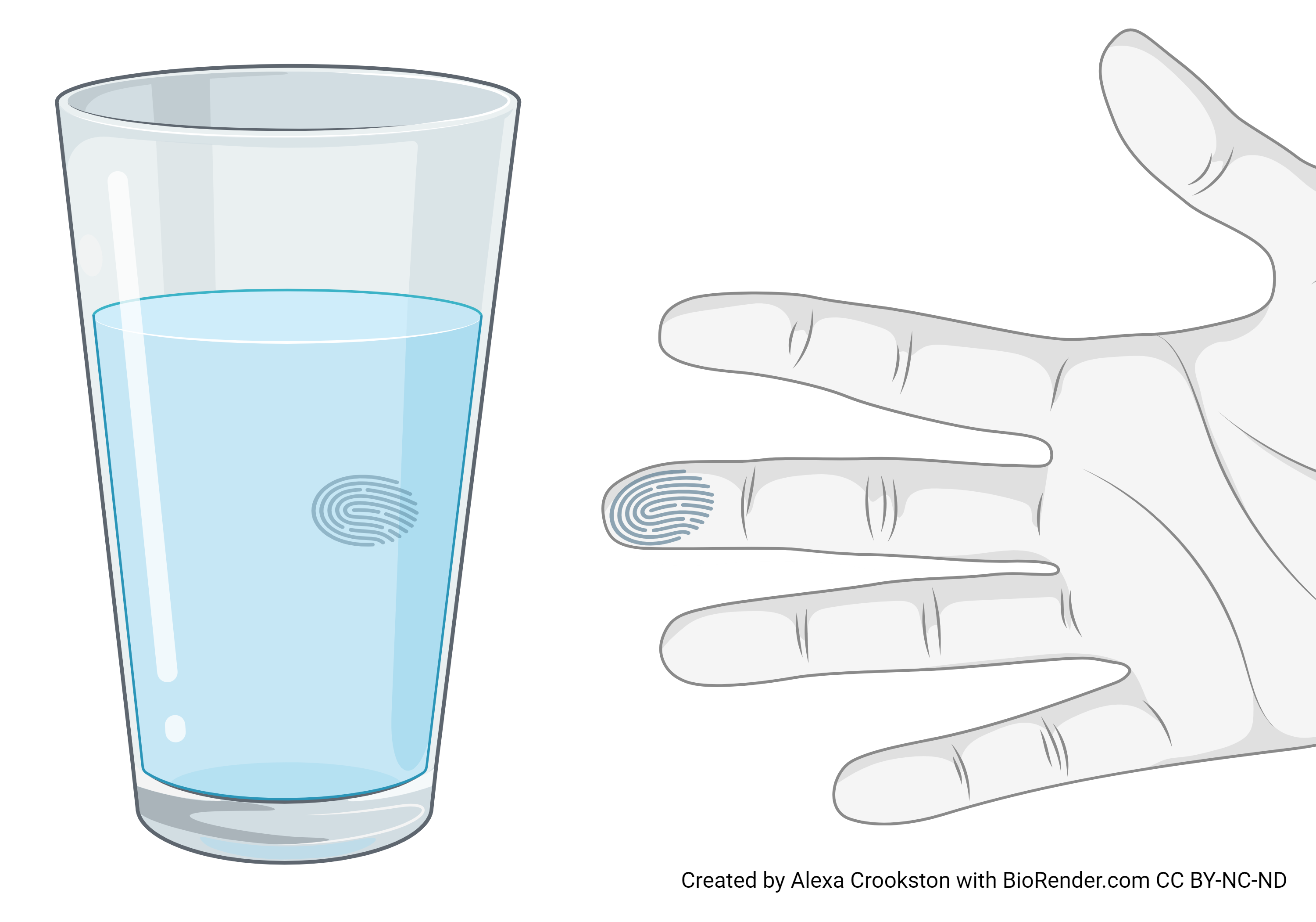 Graphic showing a fingerprint on a glass of water.