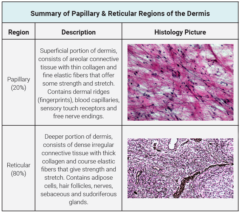 Table showing a summary of the papillary and reticular regions of the dermis.