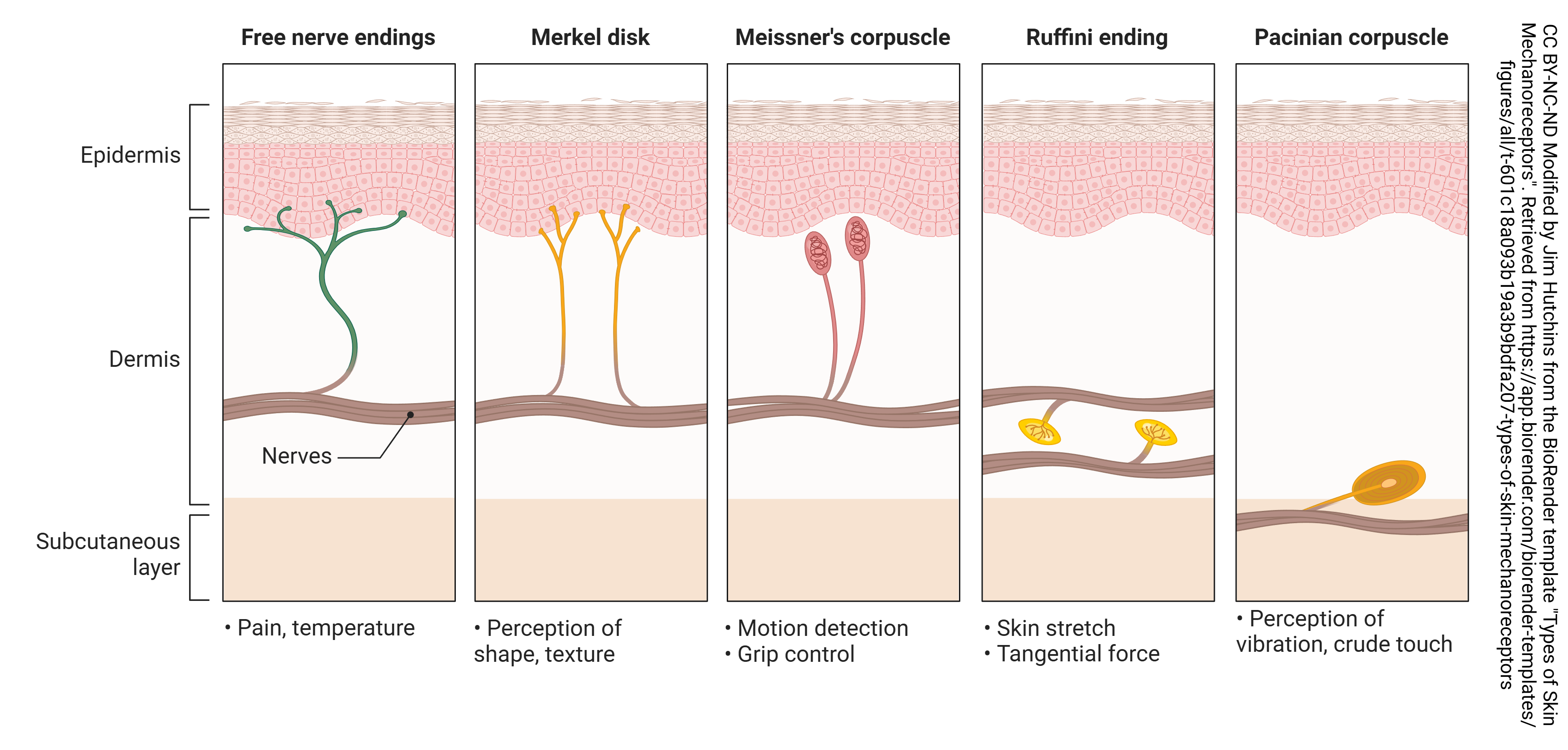 Graphic showing free nerve endings, Merkel disk, Meissner's corpuscle, Ruffini ending, and Pacinian corpuscle.