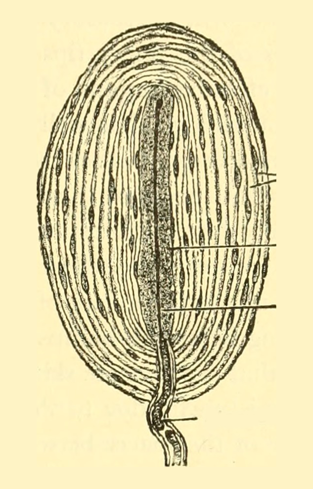 Graphic showing a lamellated corpuscle