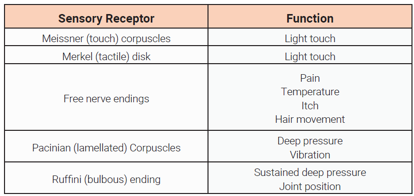 Table with the the sensory receptor type and the function.