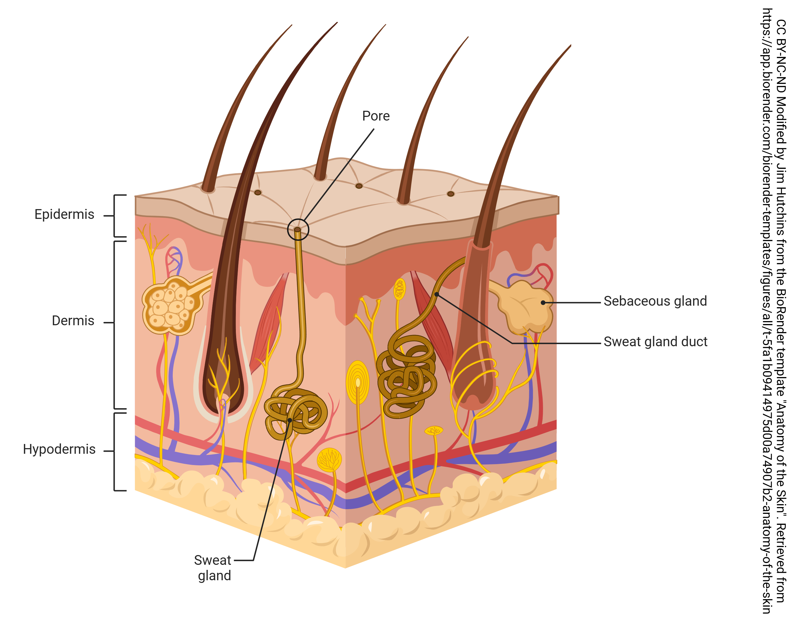 Graphic showing the types of sweat glands and sebaceous glands.