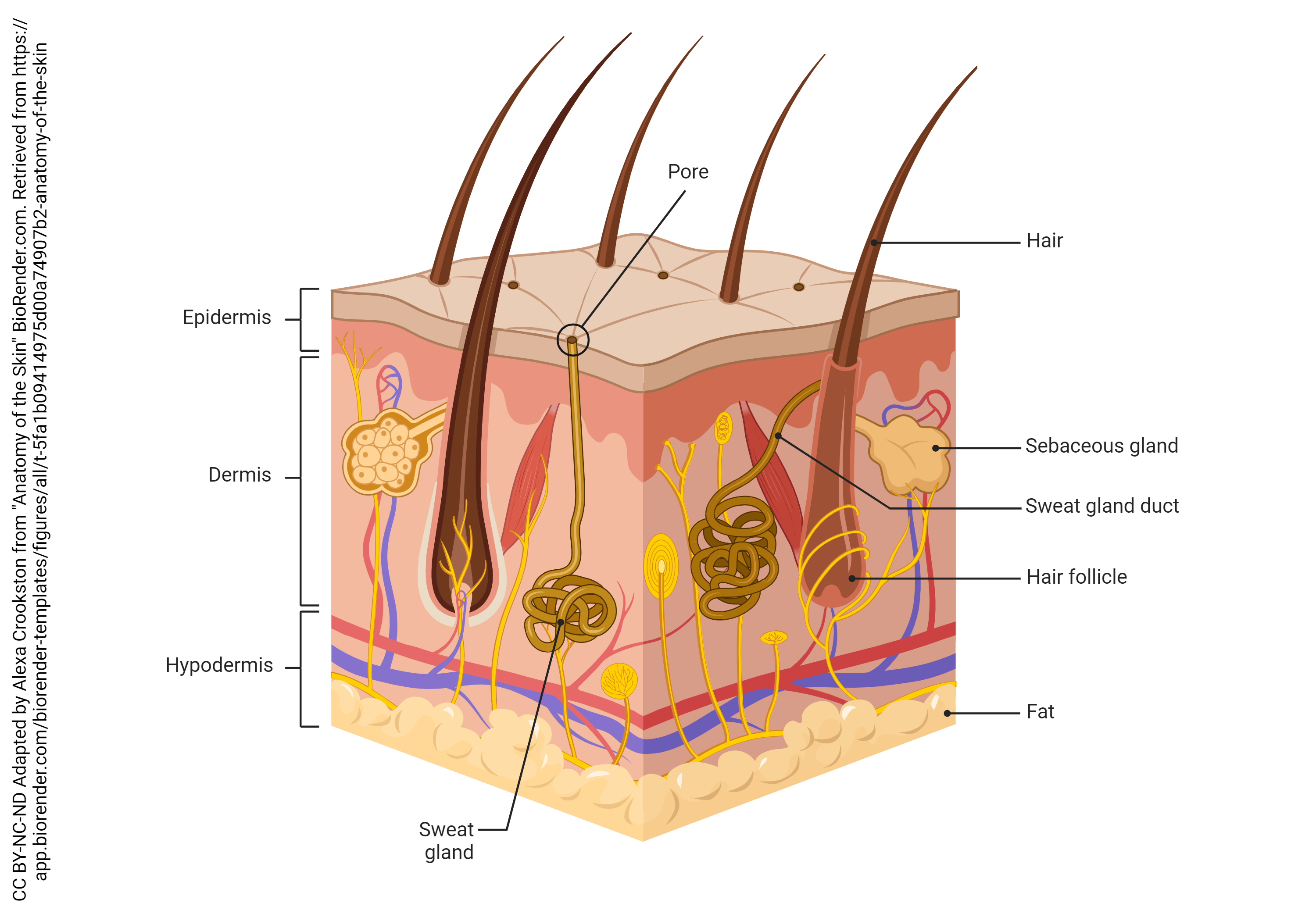 Graphic showing skin with hair follicles.