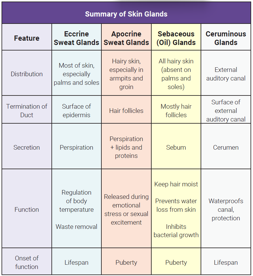 Table showing a summary of skin glands.