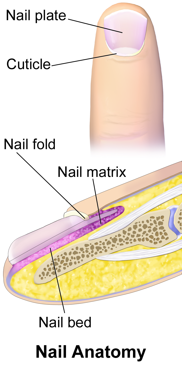 Graphic showing the anatomy of the nail.