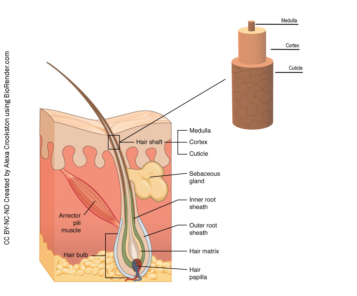 Graphic showing hair follicle and the layers of the hair