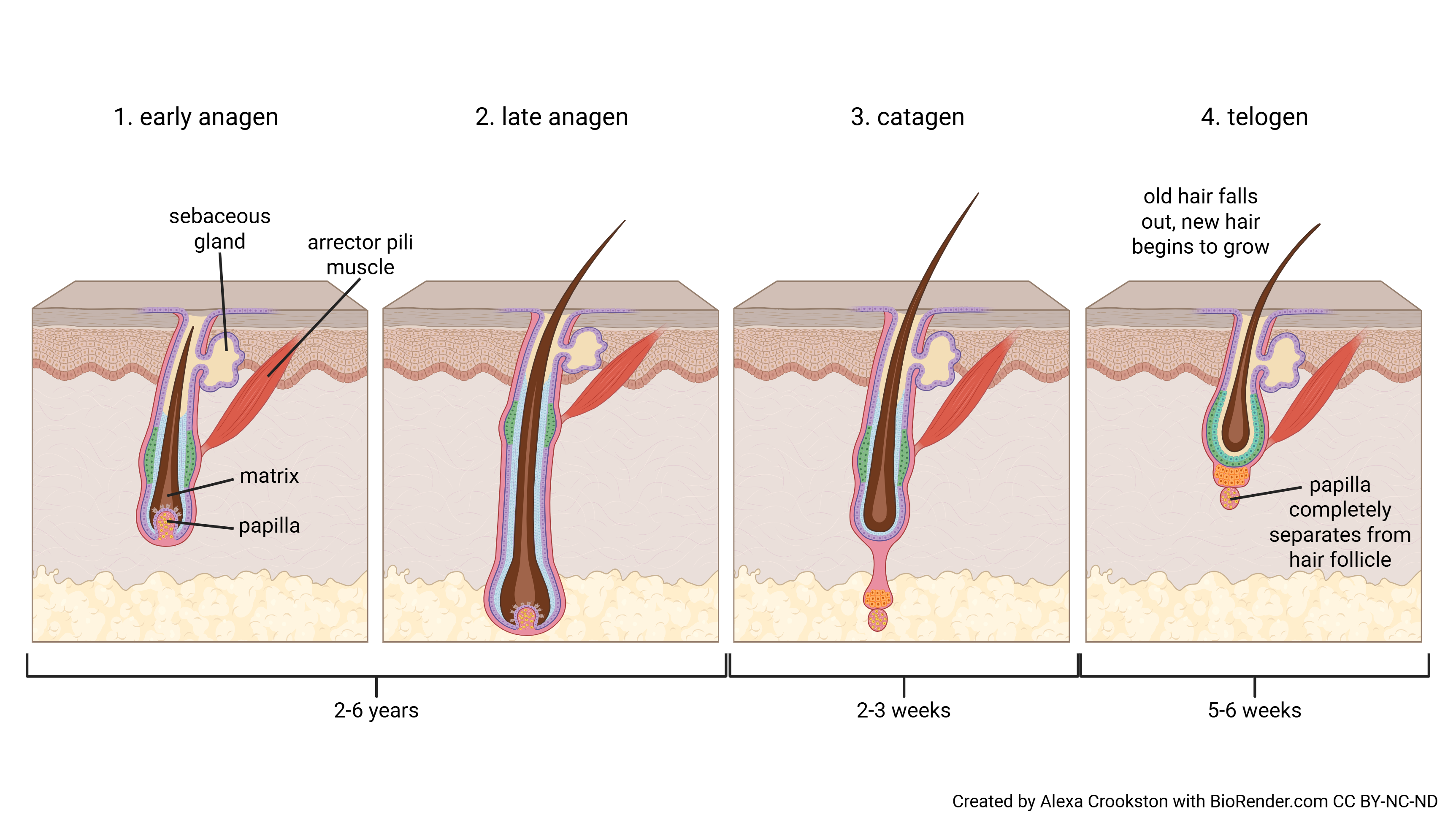 Graphic showing the phases of hair growth.