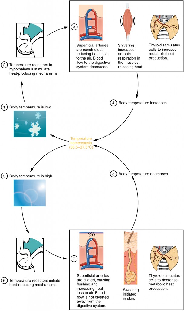 Flowchart showing how temperature homeostasis occurs for high and low body temperatures.