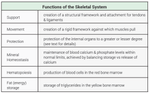 This table describes the general functions of the skeletal system.