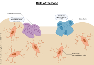 This image shows the cells of bones and their functions.