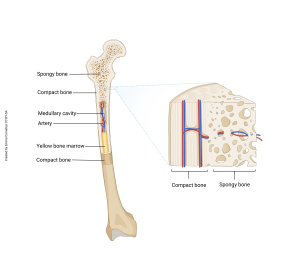A representation of the femur showing the two types of bone: compact bone and spongy bone.